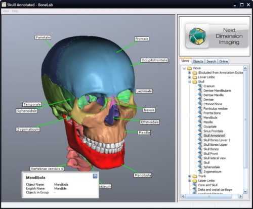 “Download Bonelab: The Ultimate Bone Analysis Software”